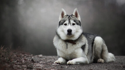 siberian husky dog in autumn fog grey nature