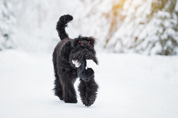 black russian terrier dog in red scarf in winter forest