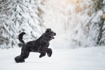black russian terrier dog in red scarf in winter forest