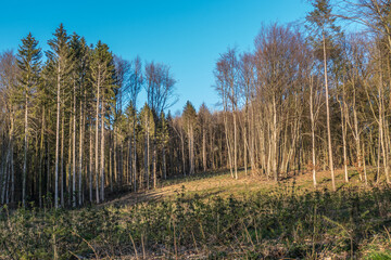 Wiederaufforstung nach Kahlschlag im Mischwald