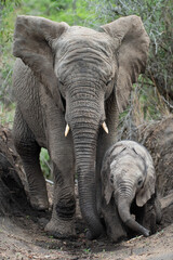 Fototapeta na wymiar A female Elephant and her calf seen in a mud wallow on a safari in South Africa