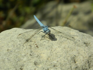 Close Up Of Blue Smiling Dragonfly Found In Cyprus Nature