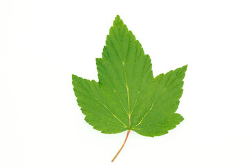 Green leaf of currant on a white background for design, vertical frame.