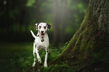 dalmatian dog in nature