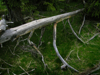 Silver Trees 01. A forest still life of a silver fallen barkless tree trunk supported by its curved branches. Yellowstone National Park Wyoming USA 2005