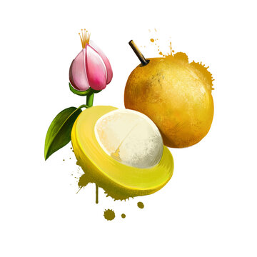 Amazonic traditional fruit bacuri. Platonia insignis, the sole species of the genus Platonia. Bacuri, maniballi, naranjillo and bacurizeiro. Fruits of the world collection. Digital art illustration.