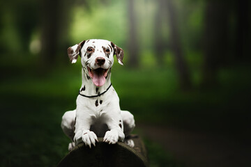 dalmatian dog in nature