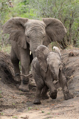 Fototapeta na wymiar A female Elephant and her calf seen in a mud wallow on a safari in South Africa