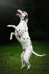 dalmatian dog in nature