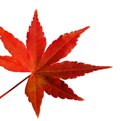 Close on maple leaf in autumn on white background cut