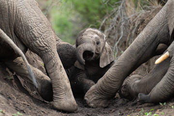 A n Elephant calf rolling in the mud between 2 adults on a safari in South Africa