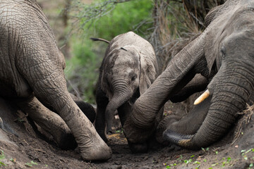 A n Elephant calf rolling in the mud between 2 adults on a safari in South Africa