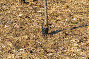 Protective plastic corrugation at the base of a young tree, protecting trees from rodents