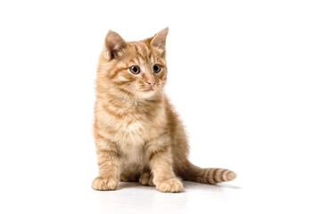 cat on white background