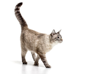 cat on white background
