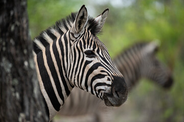 Fototapeta na wymiar Southern Plains Zebra seen on a safari in South Africa