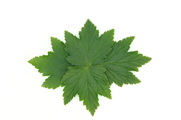Green currant leaves isolated on white background, laid out in a pattern for design.
