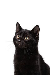 black cat on white background