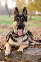german shepherd dog in the woods