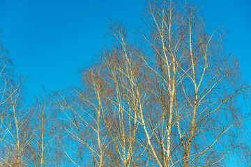 Birch trees without leaves on a background of blue sky, spring trees, a view of the sky through the branches