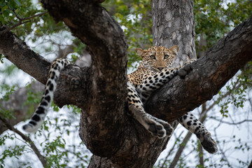 Naklejka na ściany i meble A Female leopard seen in a tree on a safari in South Africa