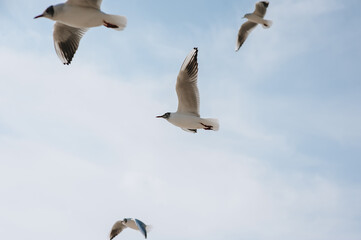 Large, beautiful white seagulls fly against the blue sky, soaring above the clouds and the ocean, spreading their long wings in the daytime. Spring photography of a bird.