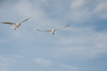 Two large, beautiful white sea gulls fly against the blue sky, soaring above the clouds and the ocean, the sea, spreading their long wings. Summer photography of birds