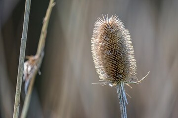 Close up of back lit Teasel with spiky flower head