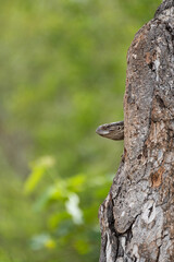 A Rock Monitor Lizard seen on a safari in South Africa