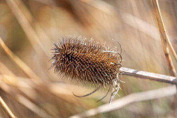 Close up of a Teasel with spiky flower head