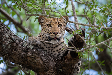 A Female leopard seen in a tree on a safari in South Africa