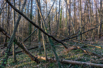 Sturmsch&auml;den im Wald
