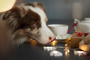 border collie dog in christmas cafe