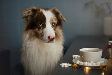 border collie dog in christmas cafe