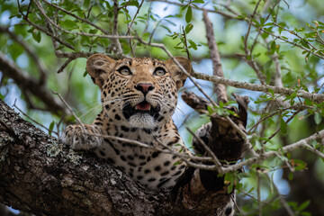 A Female leopard seen in a tree on a safari in South Africa