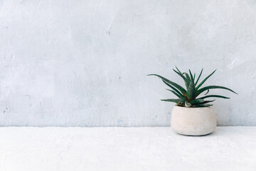 Succulent on a white background, minimalism photo. Home plant in ceramic pot, copy space, still life minimal concept