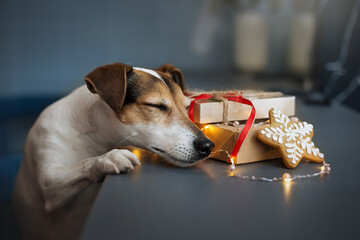 jack russell terrier in christmas cafe