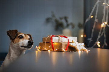 jack russell terrier in christmas cafe
