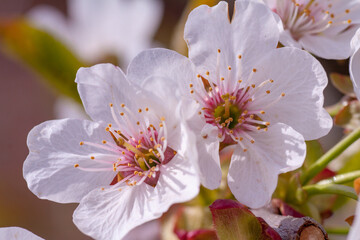 beautiful closeup spring blossoming tree