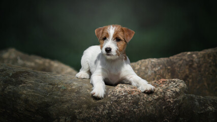 jack russell terrier puppy in park