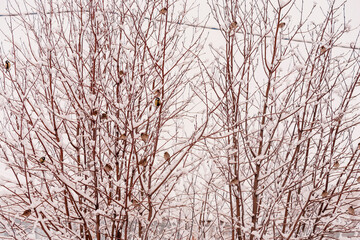 Tits and sparrows on snow-covered rowan bushes on a cloudy morning. Selective focus.