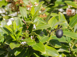 olives on tree