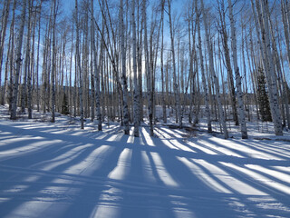 Aspen trees and shadow