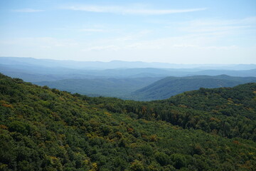 forest in the mountains