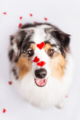 funny aussi dogs celebrate valentines day on white background with red hearts