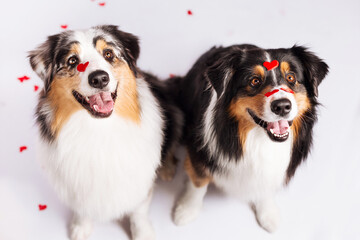 funny aussi dogs celebrate valentines day on white background with red hearts