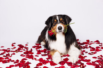 funny aussi dogs celebrate valentines day on white background with red hearts