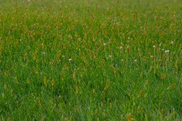 green field with spikelets of grass