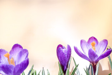 crocuses spring background. photo for text postcards. spring snowdrops on a blue background. primroses in the dew. spring flowers.
