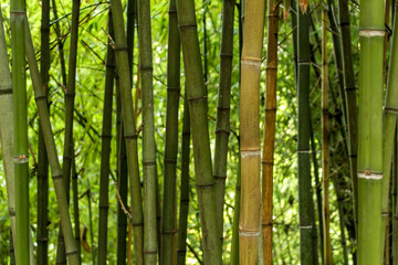 Beautiful Forest of bamboo canes